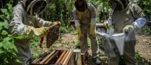 Webinaire sur l'Apiculture avec la Colombie