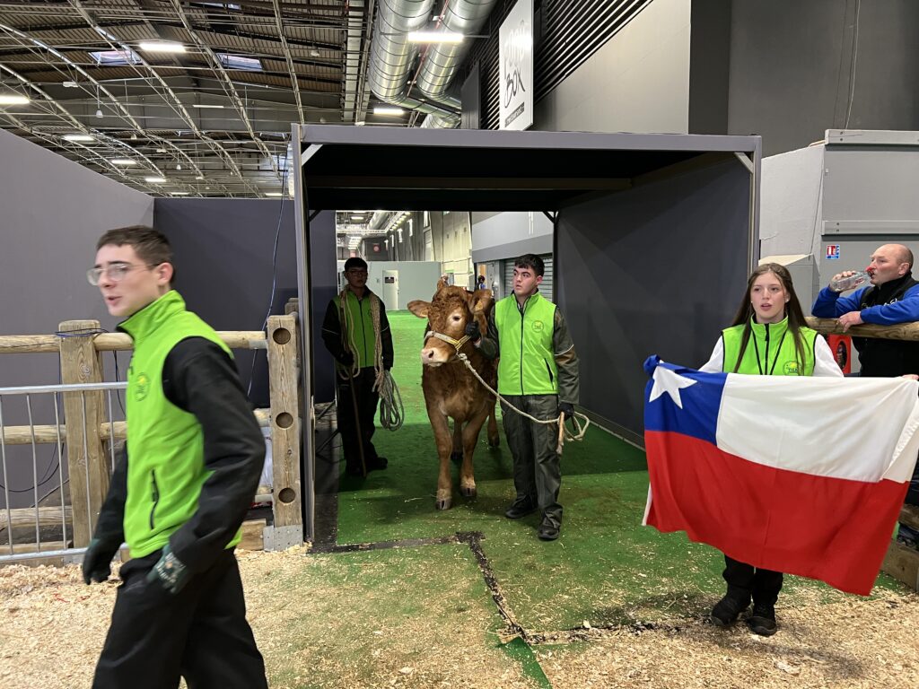 Épreuve de manipulation de l’équipe chilienne avec la vache du LEAP Saint-Clair de Derval