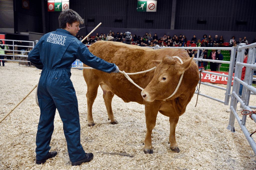 Manipulation de la vache par le candidat Italien