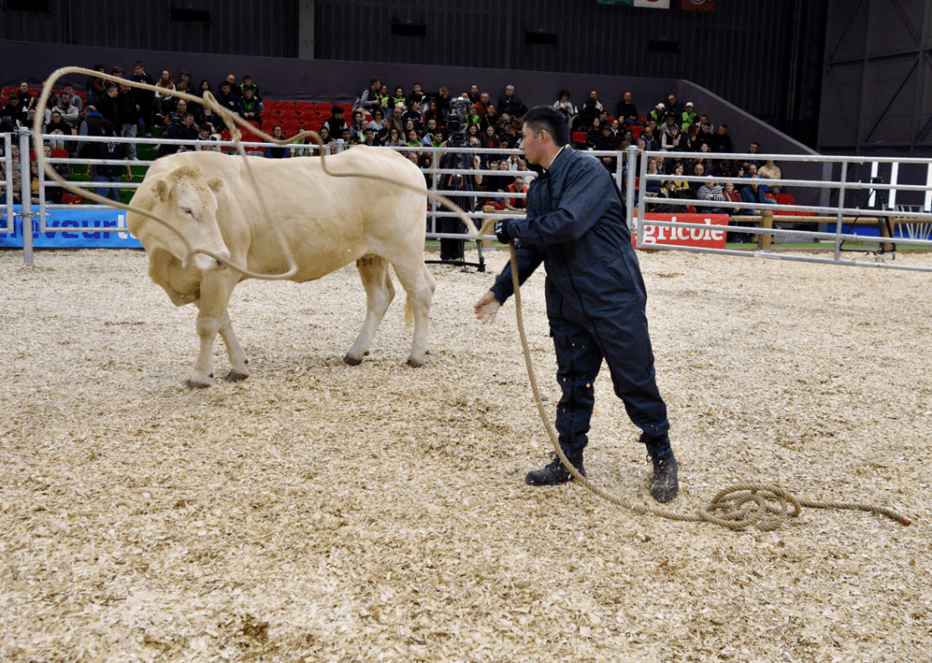 Le candidat Argentin parvient à attraper la vache du partenaire de Pau au lasso